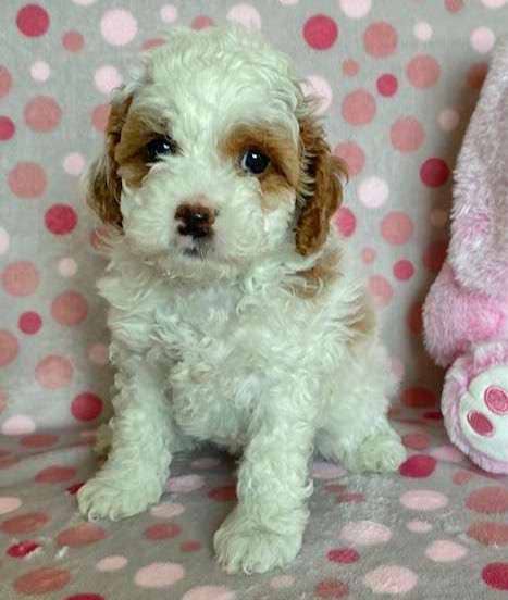 Cavapoo Available
