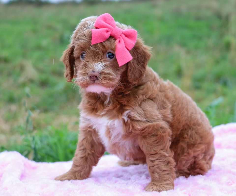 Available Cockapoo