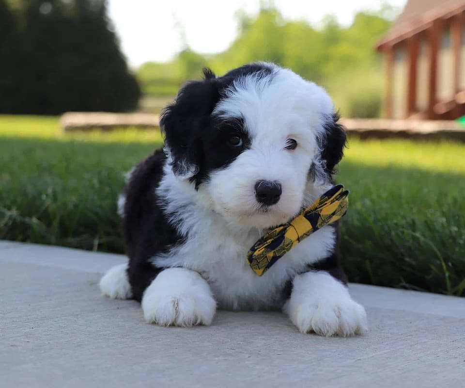 Available Sheepadoodle