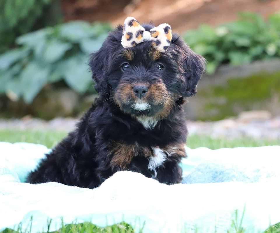 Cute Bernedoodle Available