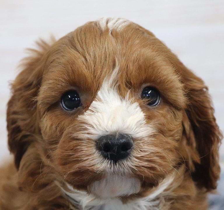 Best Spokane Cavapoos — Crockett Doodles