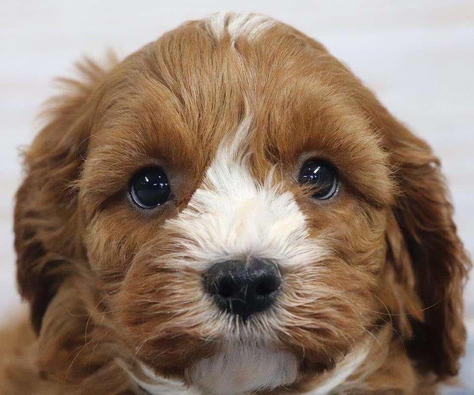 Available Cavapoo
