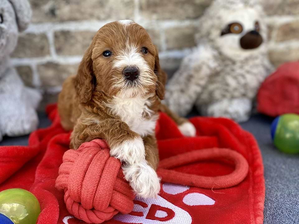 Goldendoodle Available