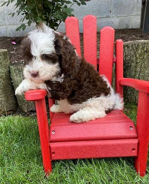 Labradoodle Available