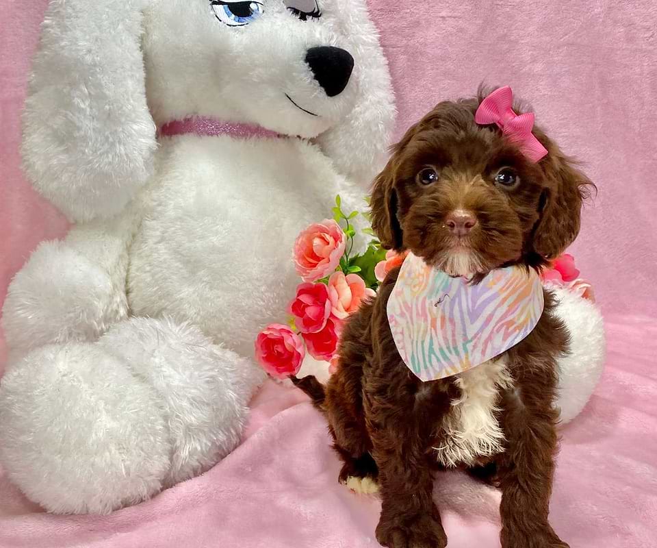 Springerdoodle available