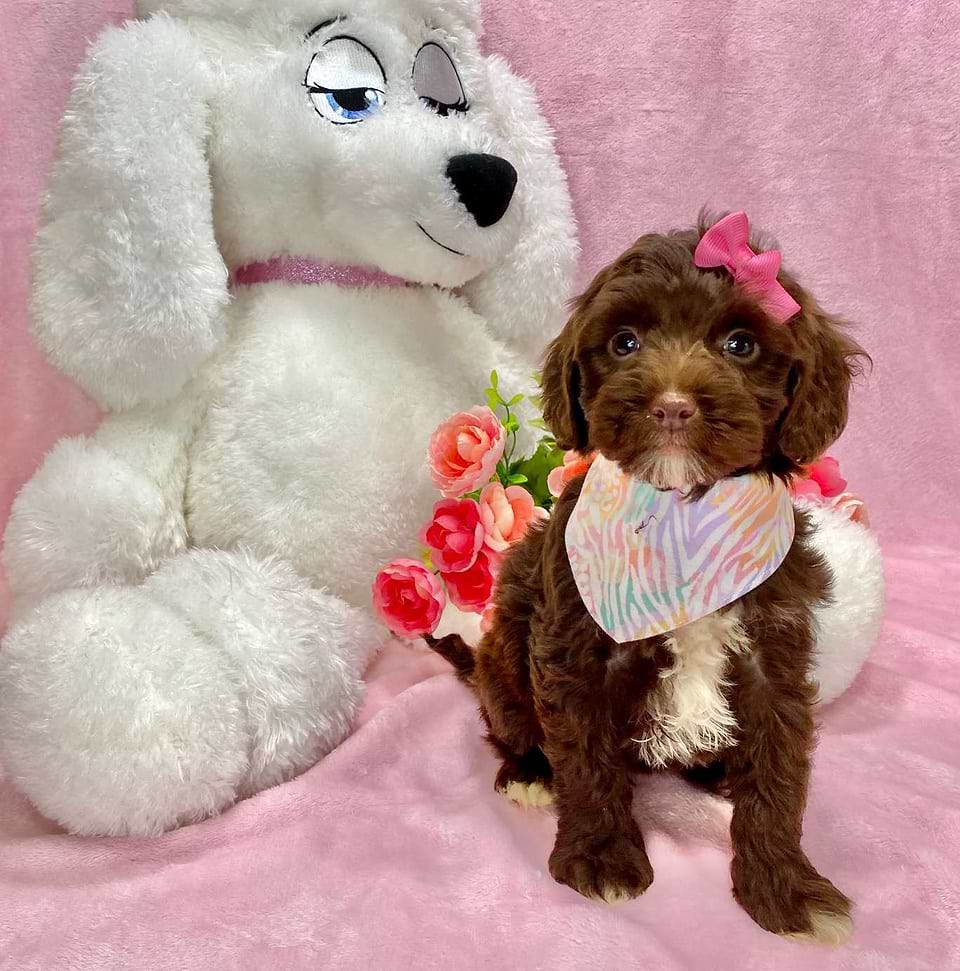 Springerdoodle available