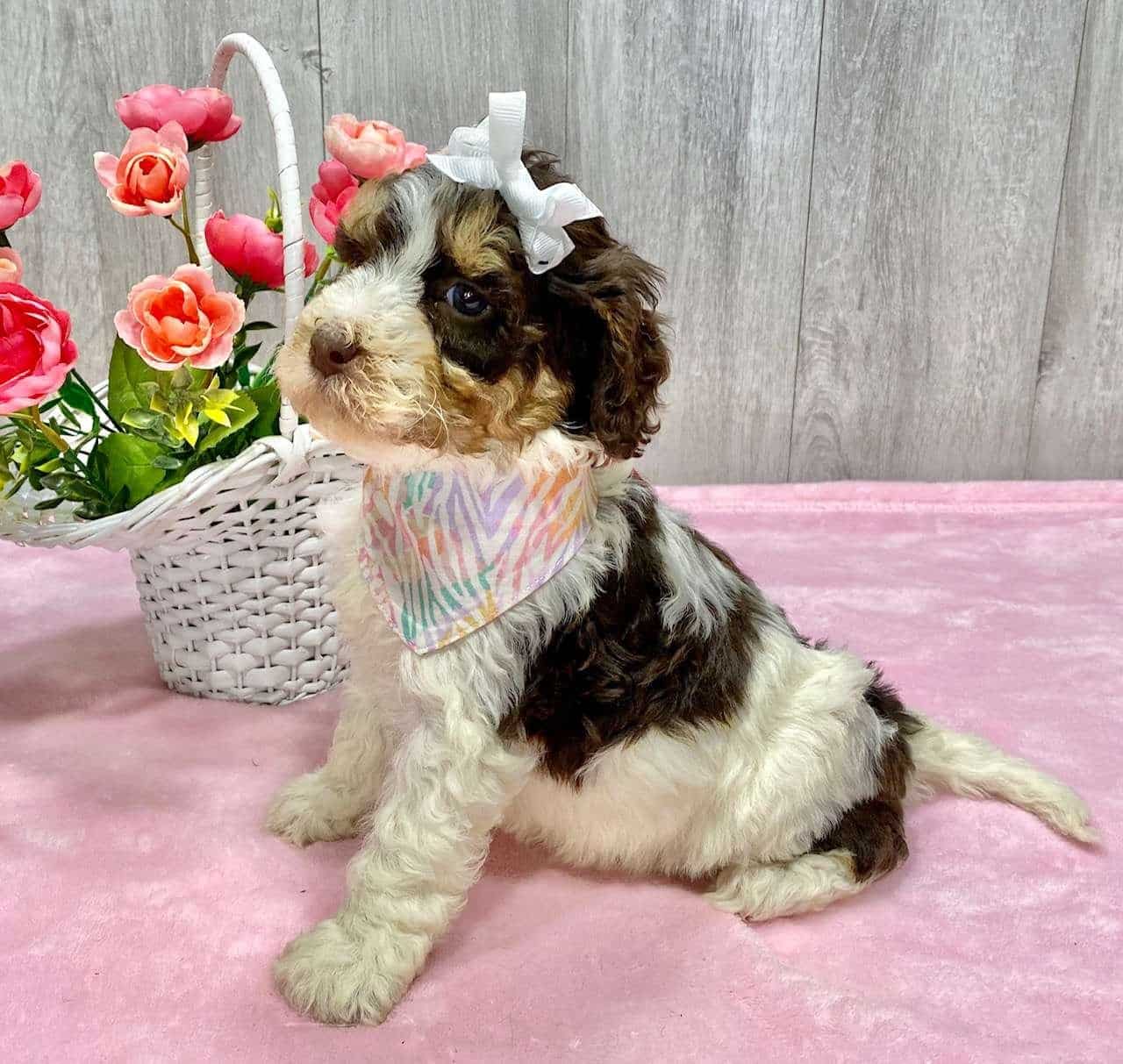 Available Springerdoodle