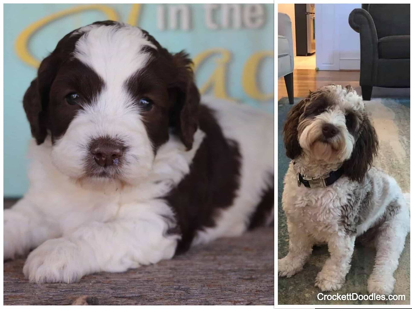 Springadale Dog Available Springerdoodle Puppies — Mini & Standard Sproodles