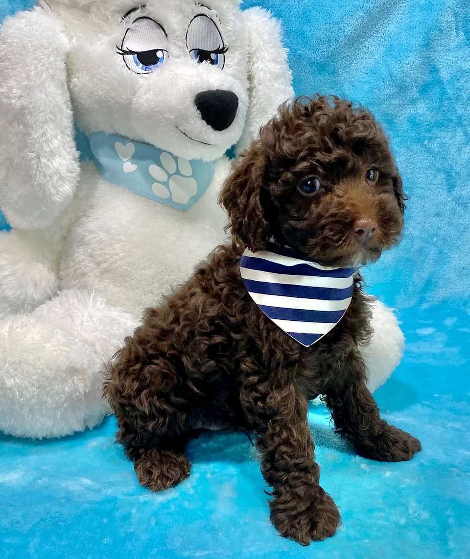 Available Springerdoodle