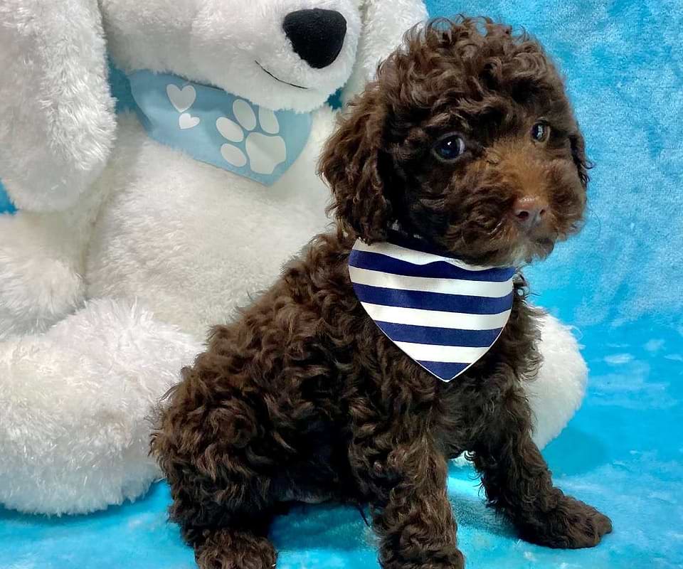 Available Springerdoodle