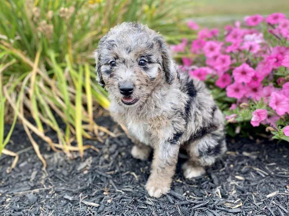 Swiss Doodle Pup