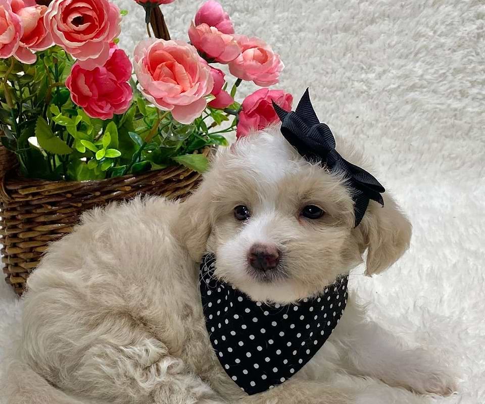 Available Swiss Doodle
