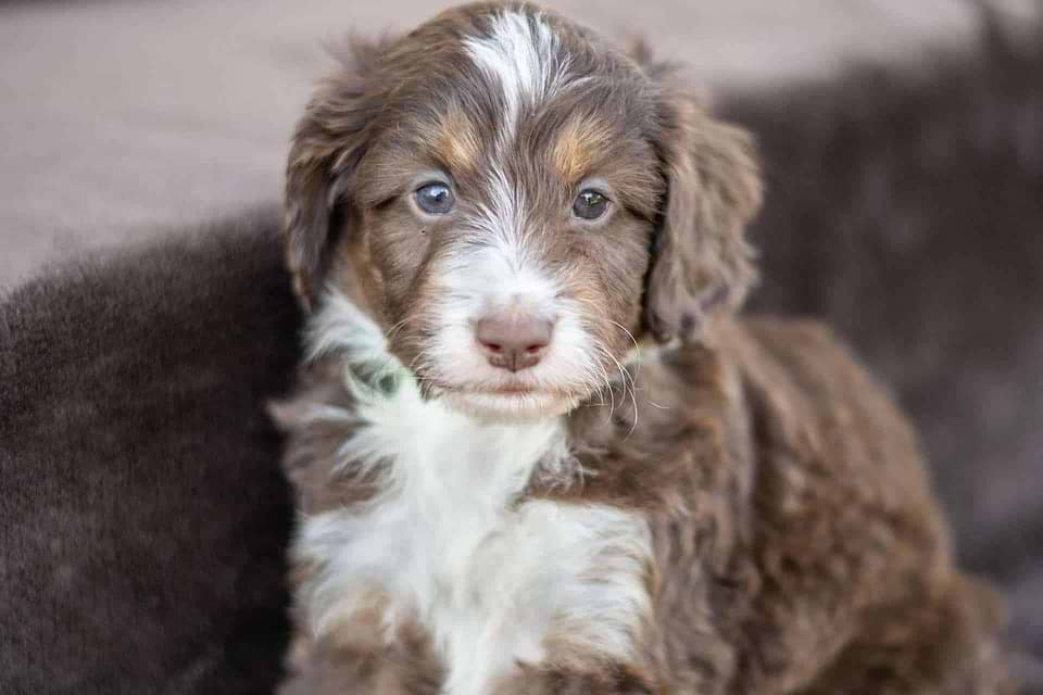 Available Swiss Doodle