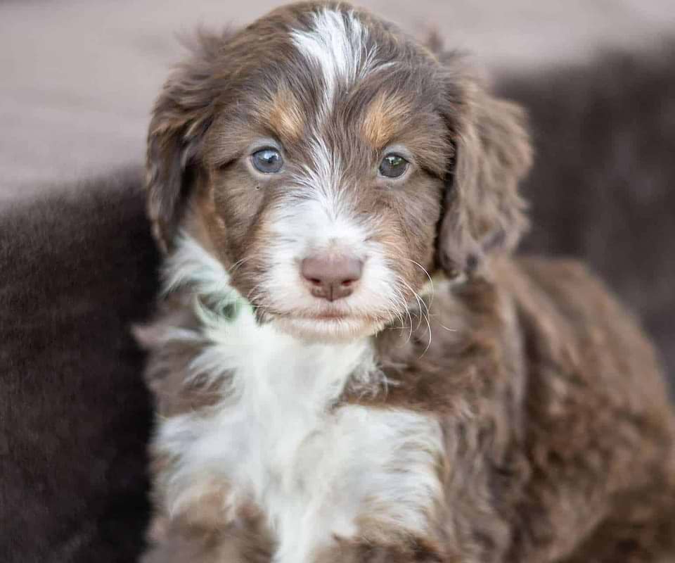 Available Swiss Doodle