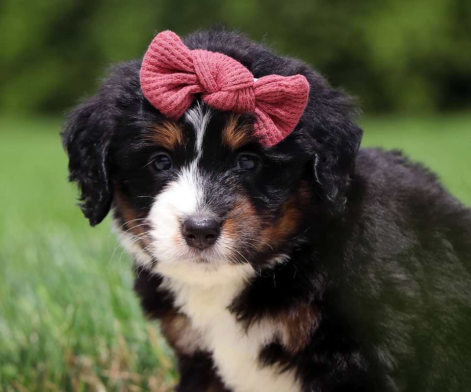 Bernedoodle Available
