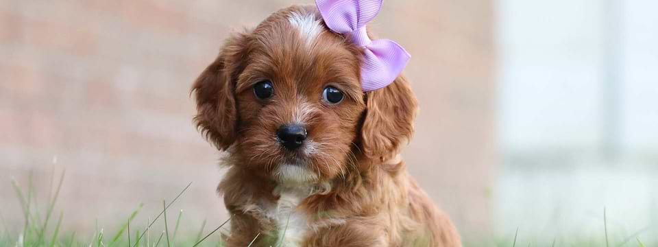 Brown/White Cavapoo