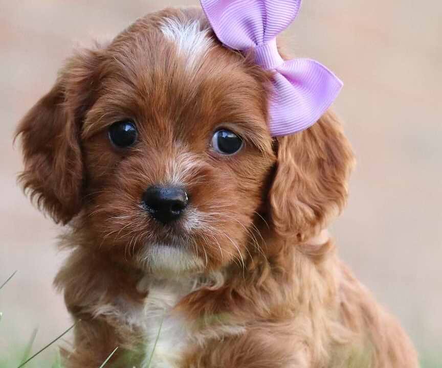 Brown/White Cavapoo