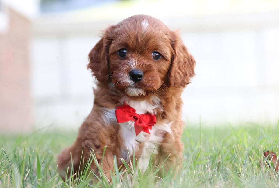 Best Tampa Cavapoos — Crockett Doodles