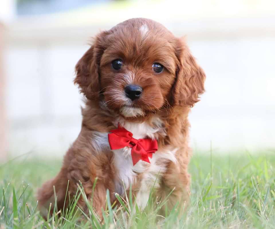 Available Cavapoo