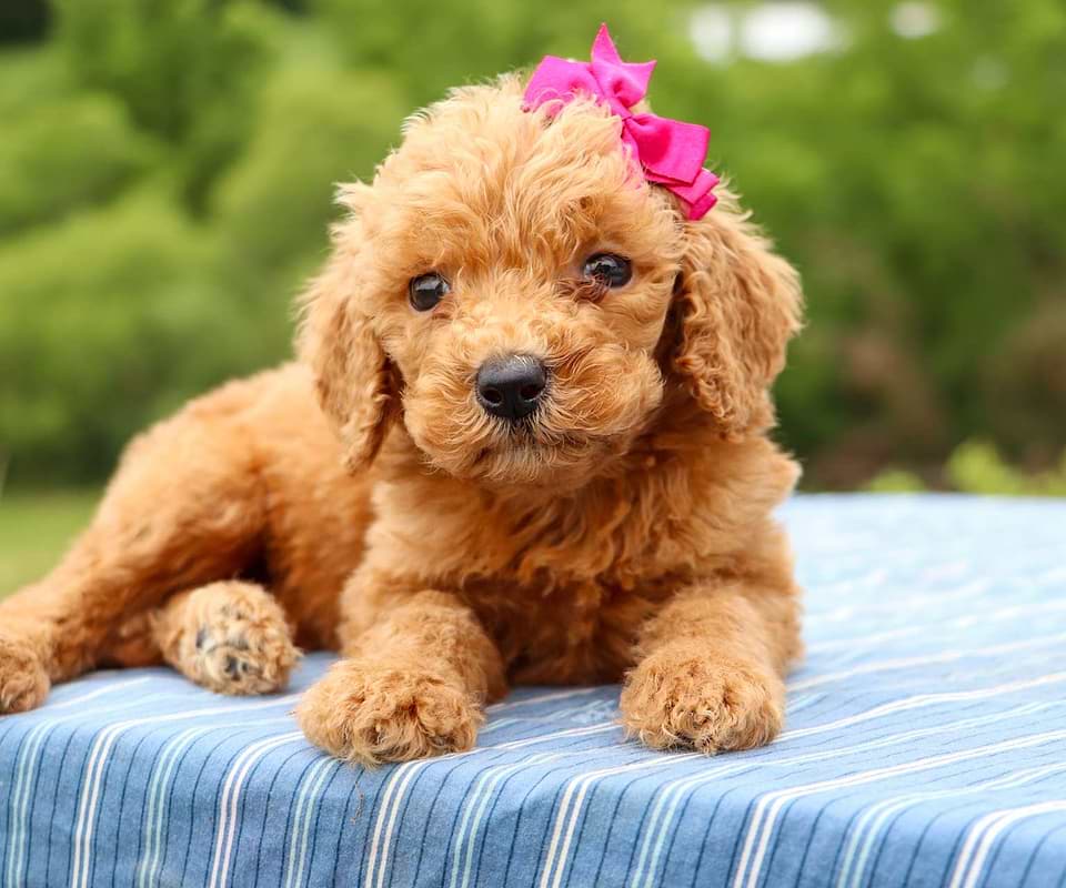 Goldendoodle Available