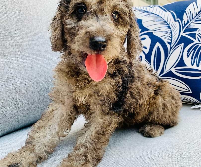 Available Labradoodle