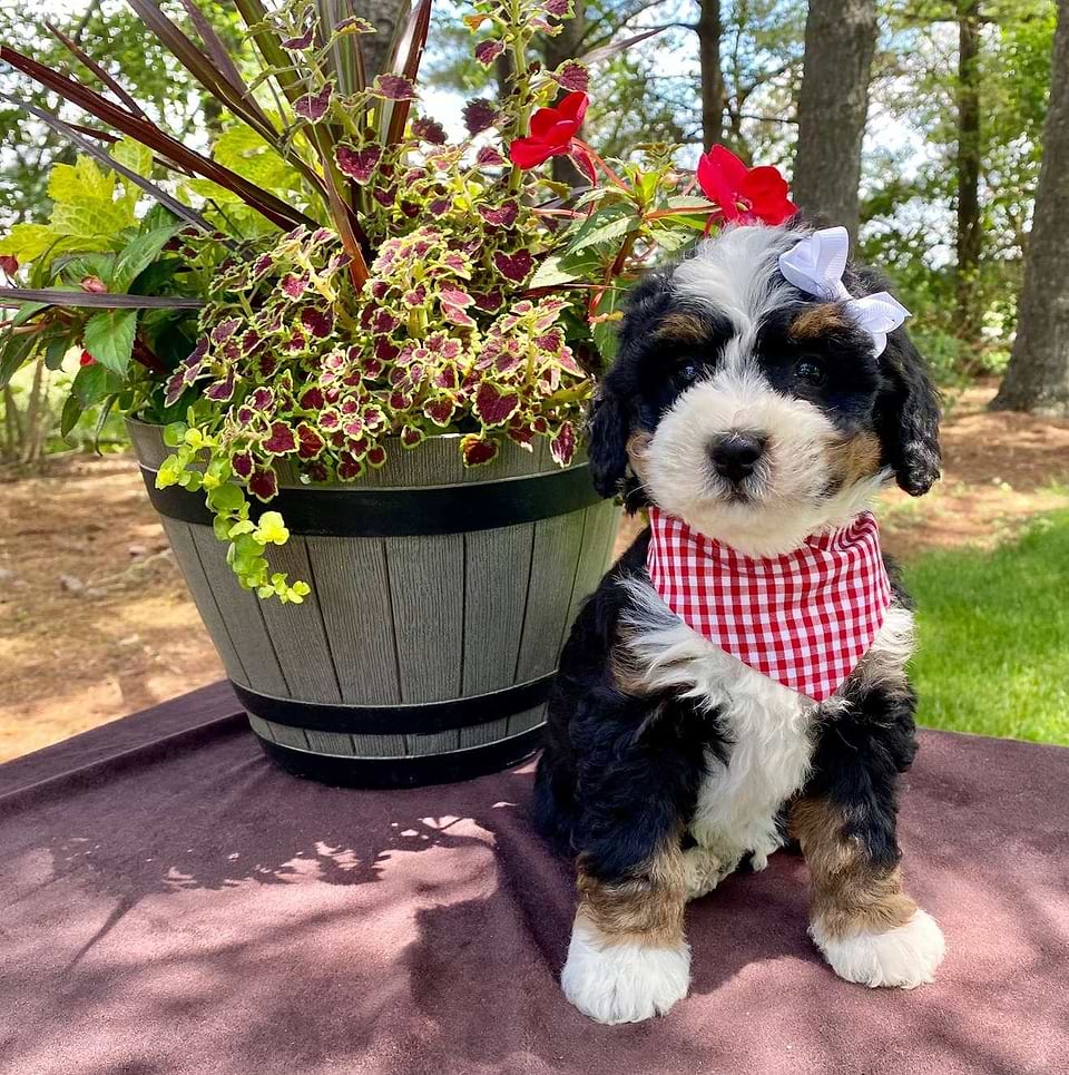 Available Bernedoodle