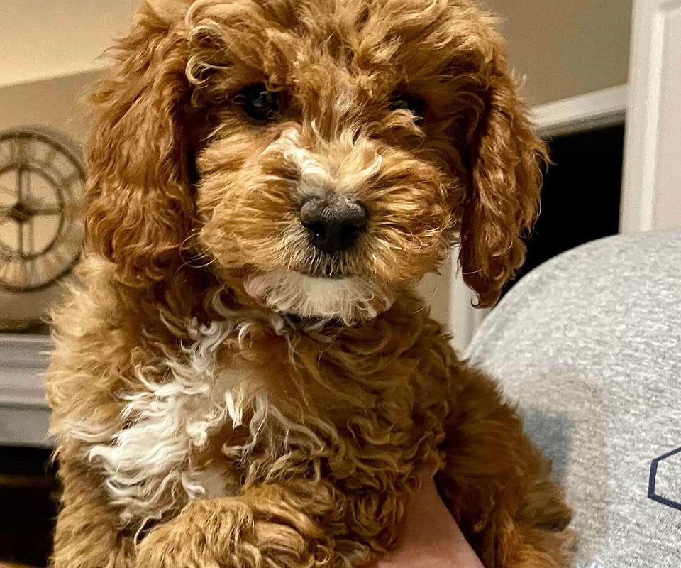 Cavapoo Available