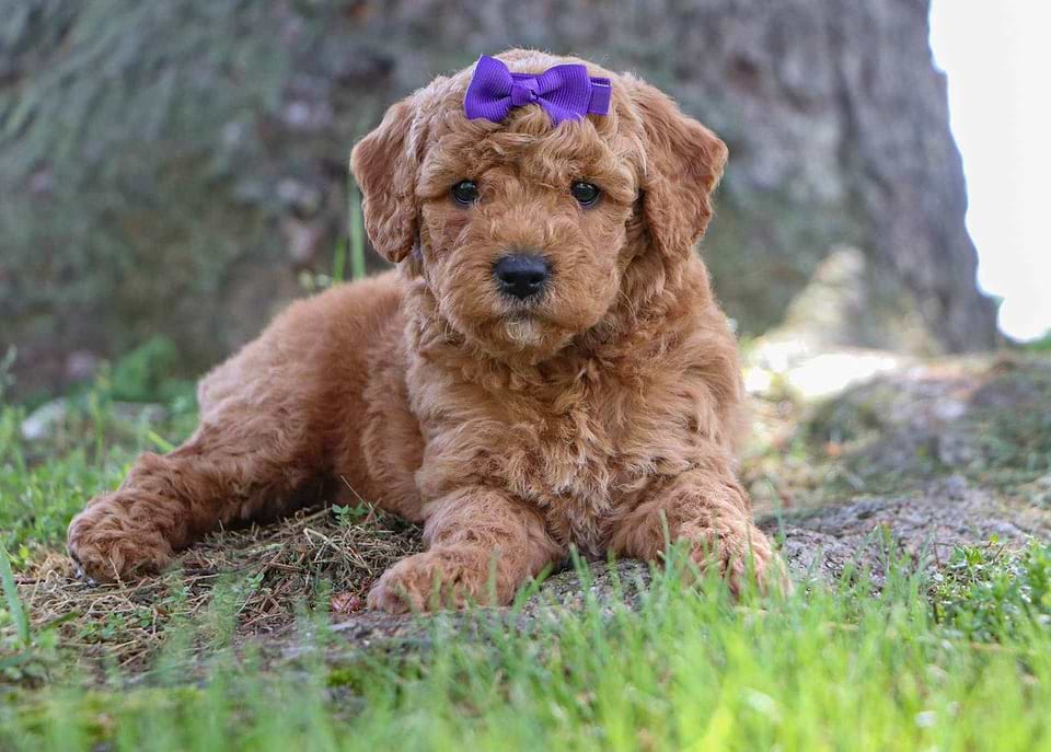 Available Goldendoodle