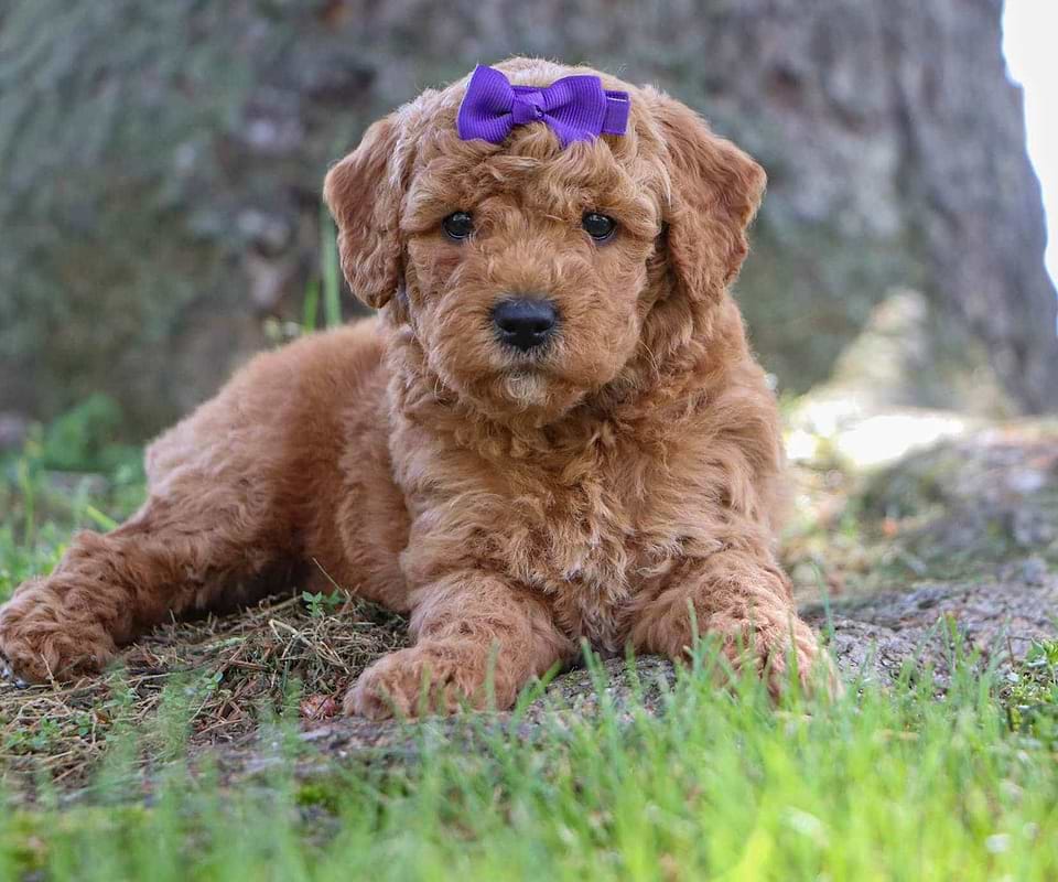 Available Goldendoodle