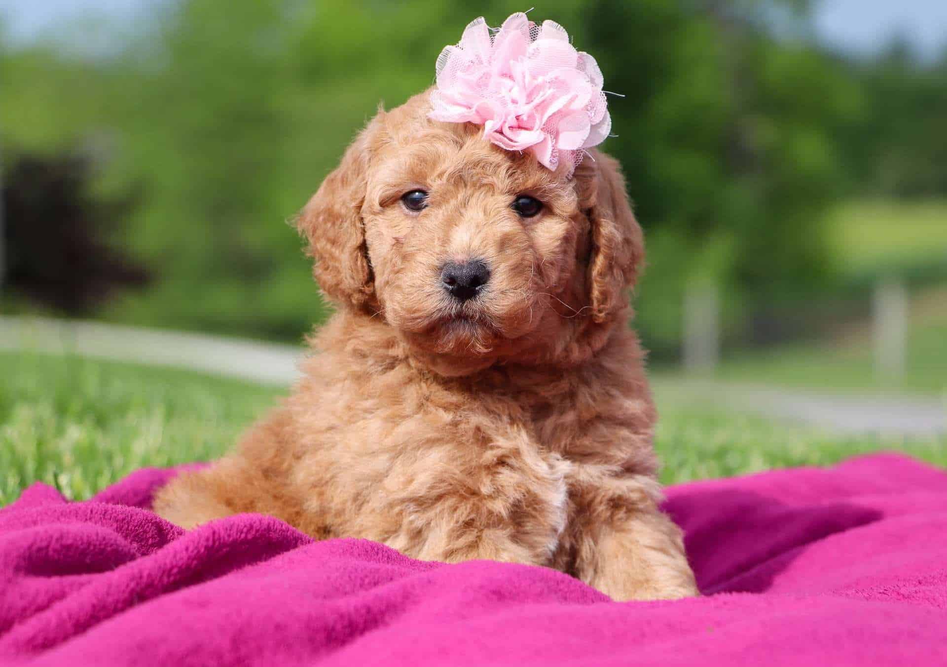 Best Arizona Labradoodles Available — Crockett Doodles