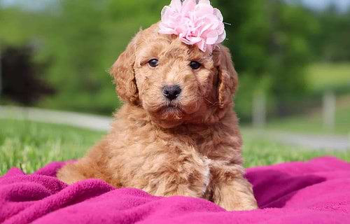 Available Labradoodle