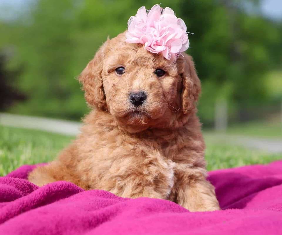 Available Labradoodle