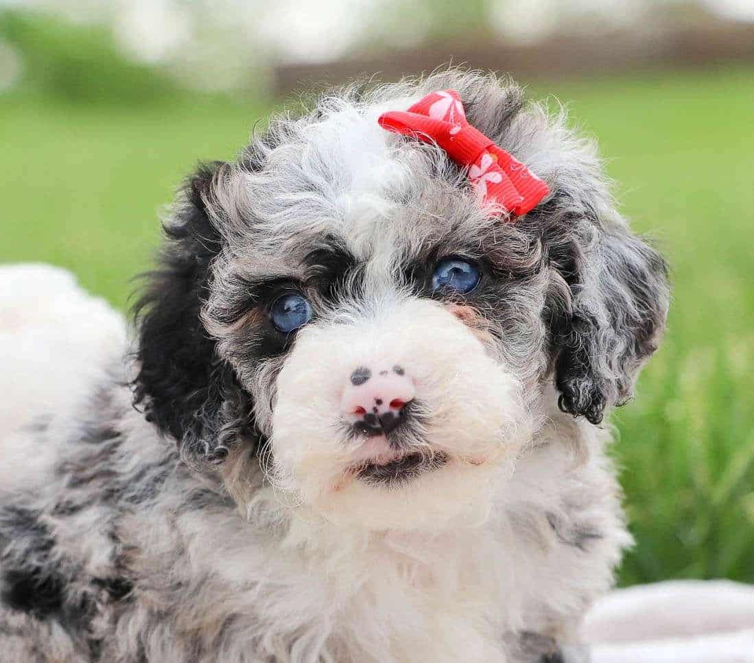 Sheepadoodle Available