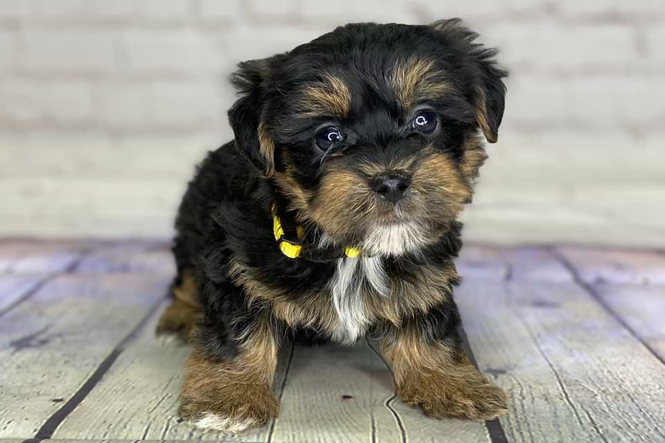 Yorkiepoo Tricolor