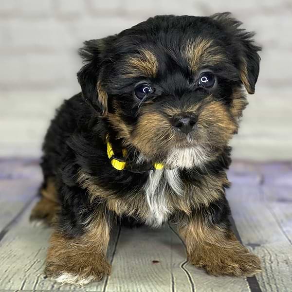 Tricolor Yorkiepoo