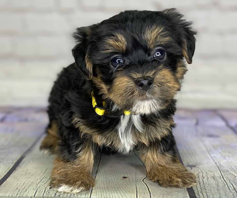 Tricolor Yorkiepoo