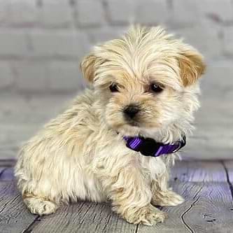 Caramel Yorkiepoo