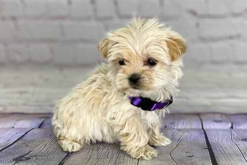 Caramel Yorkiepoo