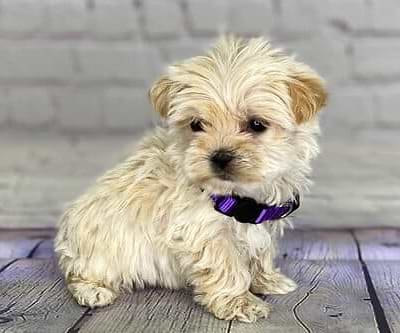 Caramel Yorkiepoo
