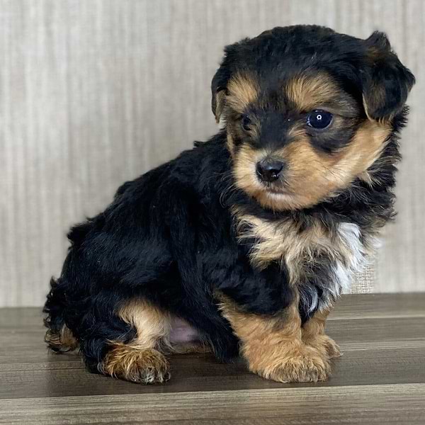 Black/Tan Tri Yorkiepoo