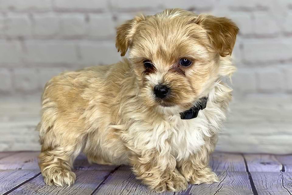 Yorkipoo Puppy