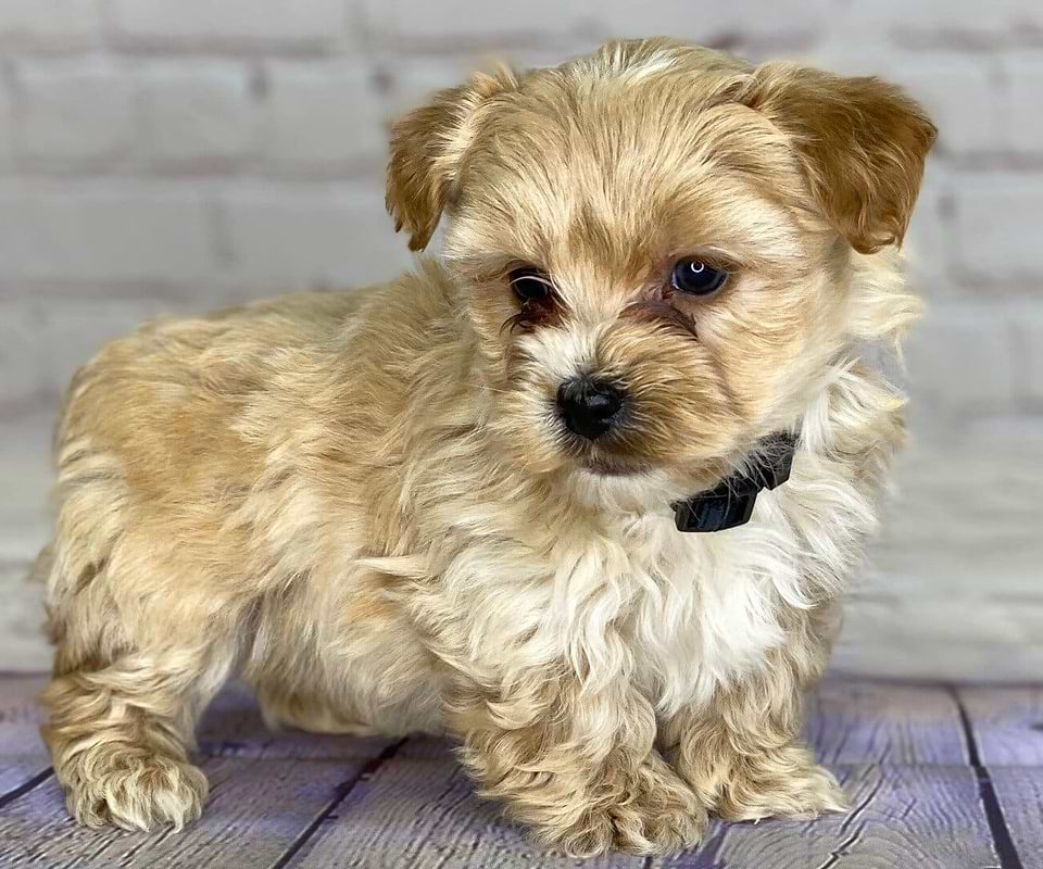 Yorkipoo Puppy