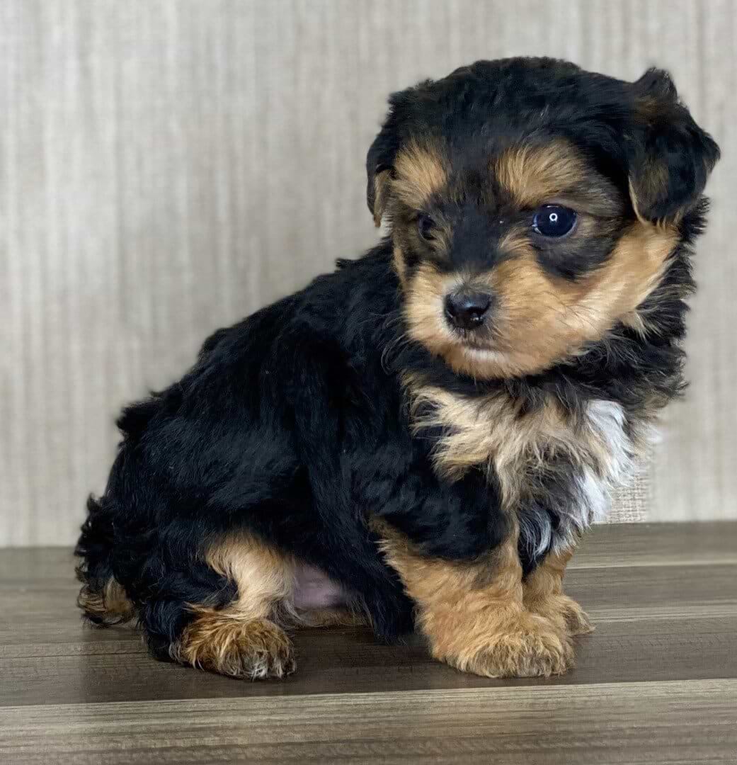 Yorkipoo