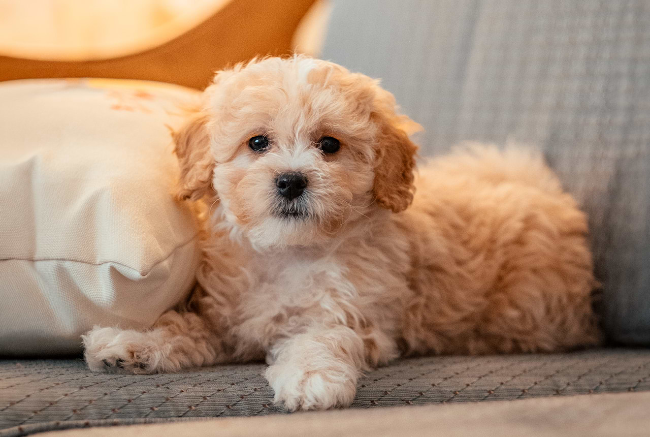 Maltipoo puppy on a couch