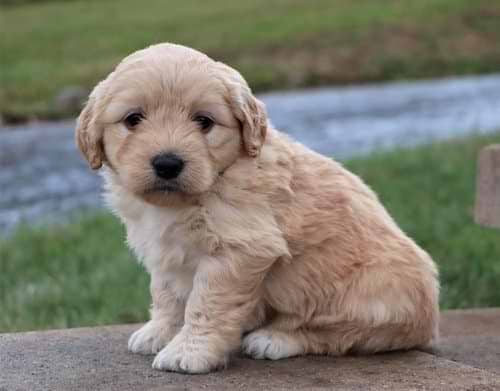 Apricot Maltipoo