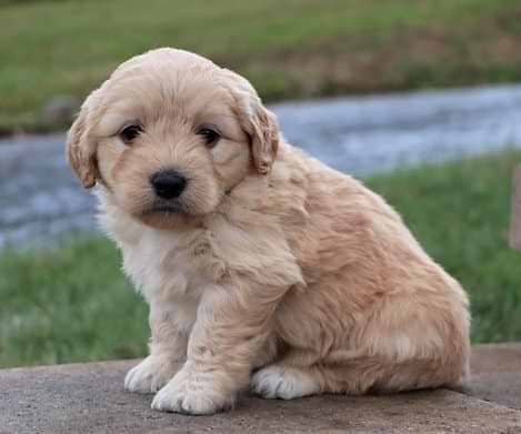 Apricot Maltipoo