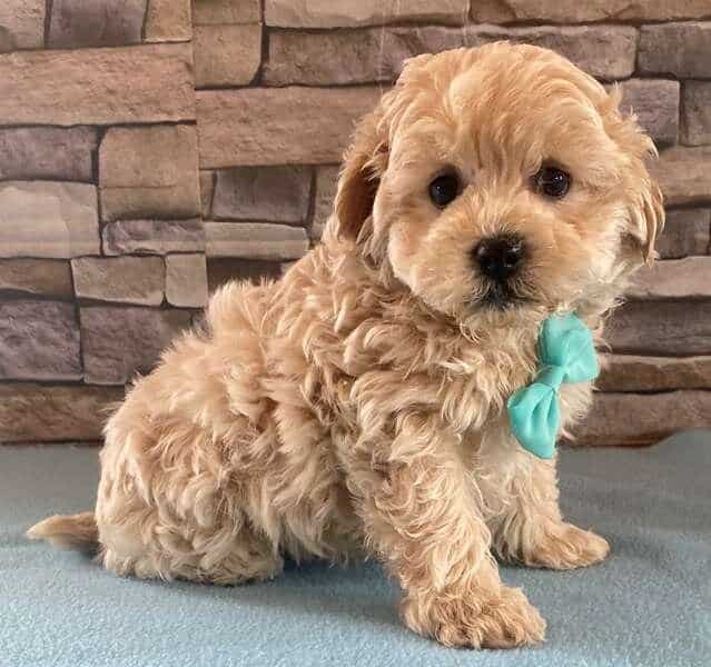 Apricot Maltipoo