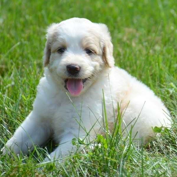Apricot White Saint Berdoodle
