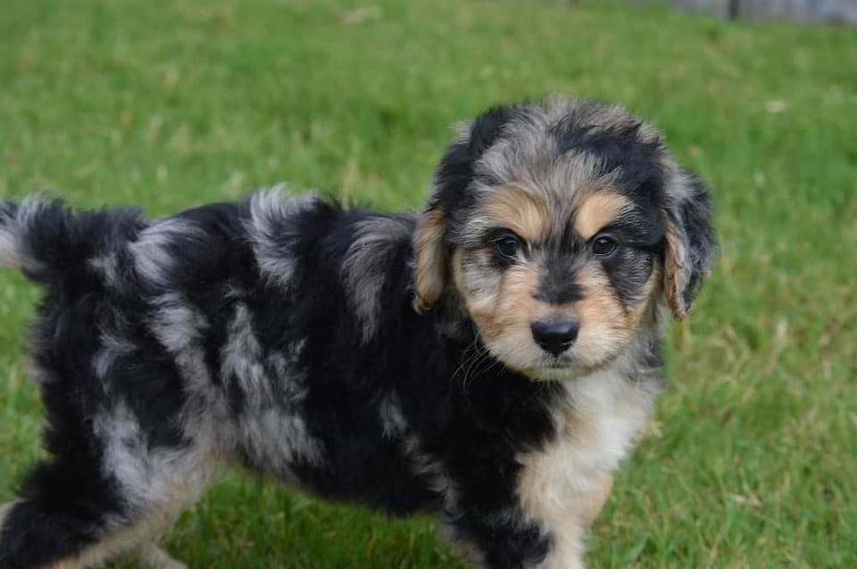 Aussiedoodles