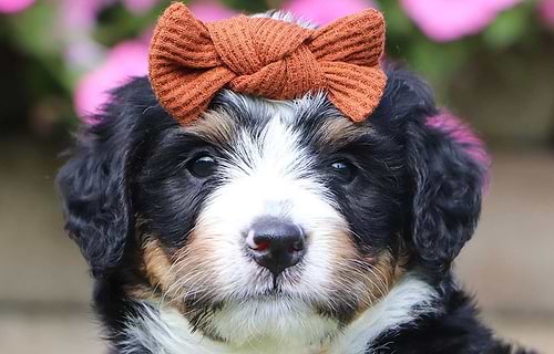 Female Phantom Tri-color Bernedoodle